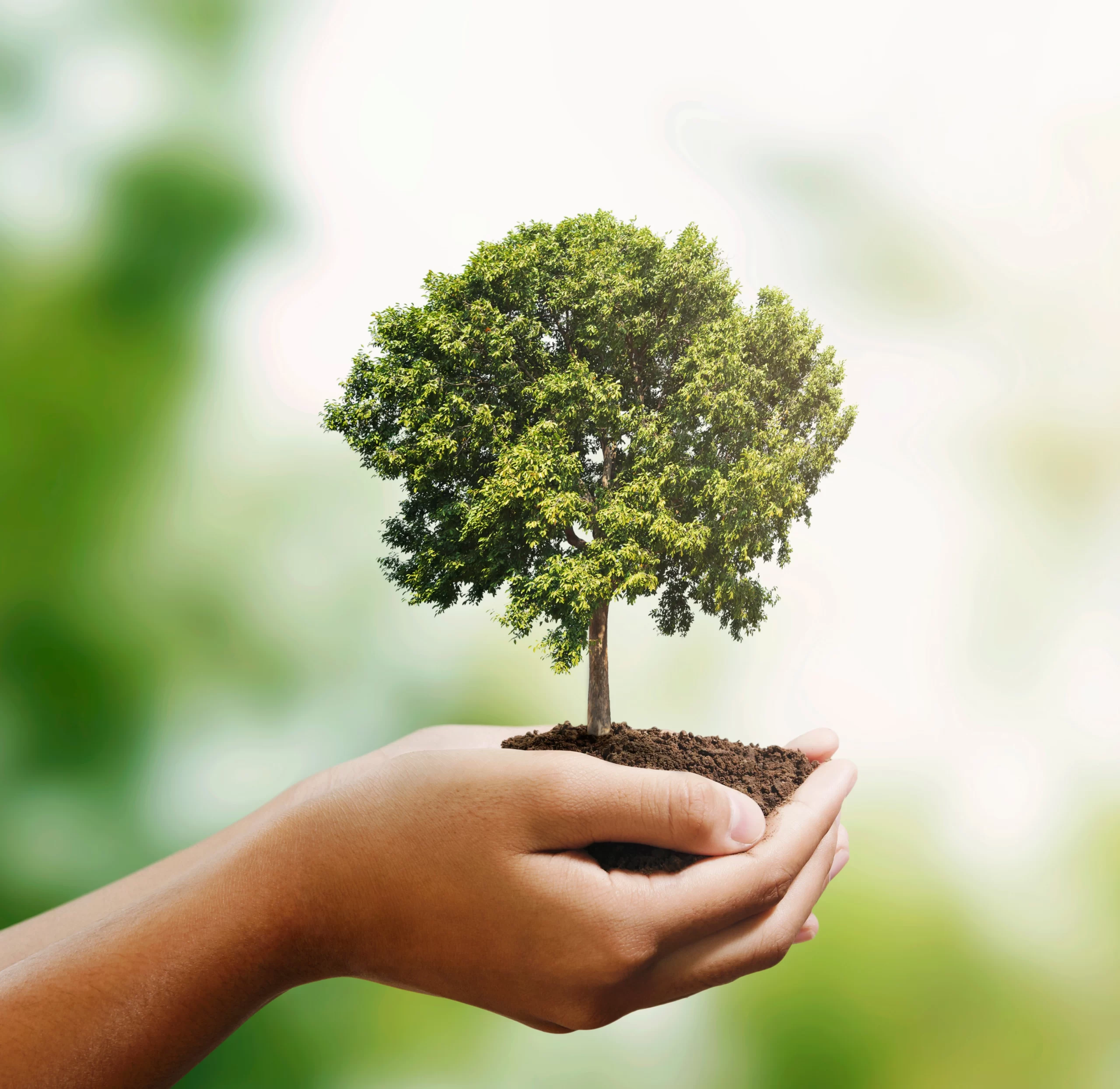 Vecteezy woman hand holding tree on blur green nature background 22145526 copy1 scaled